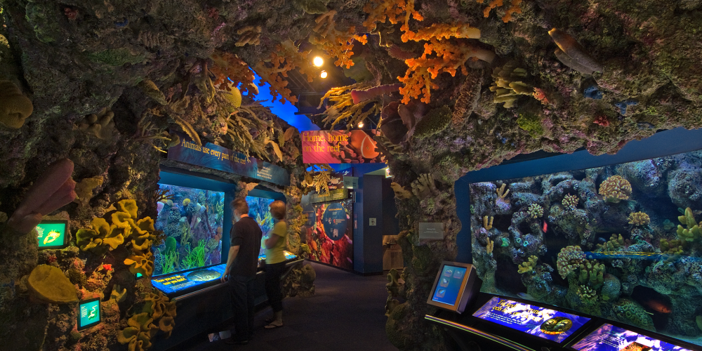 Shedd Aquarium Exhibits The Wild Reef Aquarium Views